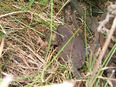 Tombstone 111_1182 — photograph of a frog